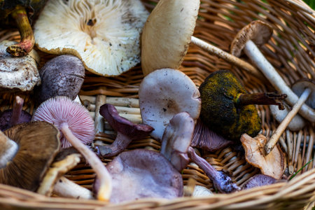 Forest mushroom basket, large group of mushroomsの写真素材