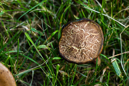 Xerocomellus chrysenteron fungus in grass in fieldの写真素材