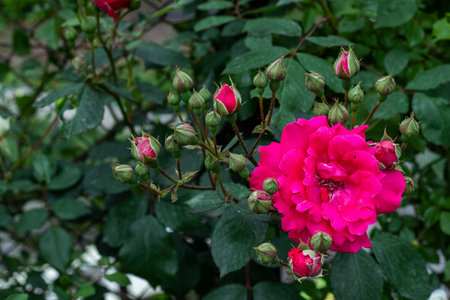 Red roses on the fence, nature backgroundの写真素材