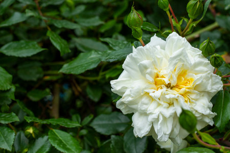 White roses on the fence, nature backgroundの写真素材