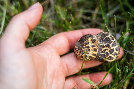 Xerocomellus chrysenteron fungus in handの写真素材