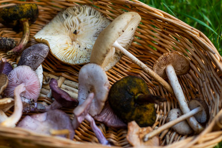 Forest mushroom basket, large group of mushroomsの写真素材