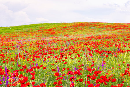 Field of poppy and yellow flowers, daylight and outdoor, Georgian natureの写真素材