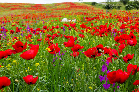 Field of poppy and yellow flowers, daylight and outdoor, Georgian natureの写真素材