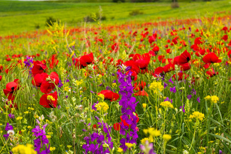 Field of poppy and yellow flowers, daylight and outdoor, Georgian natureの写真素材