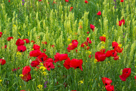 Field of poppy and yellow flowers, daylight and outdoor, Georgian natureの写真素材