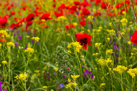 Field of poppy and yellow flowers, daylight and outdoor, Georgian natureの写真素材