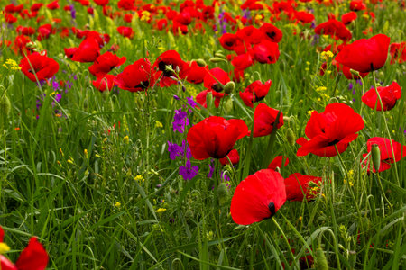 Field of poppy and yellow flowers, daylight and outdoor, Georgian natureの写真素材