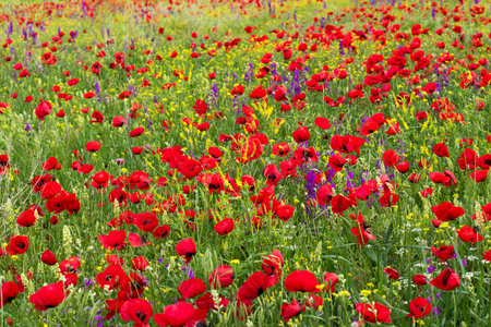 Field of poppy and yellow flowers, daylight and outdoor, Georgian natureの写真素材