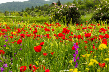 Field of poppy and yellow flowers, daylight and outdoor, Georgian natureの写真素材