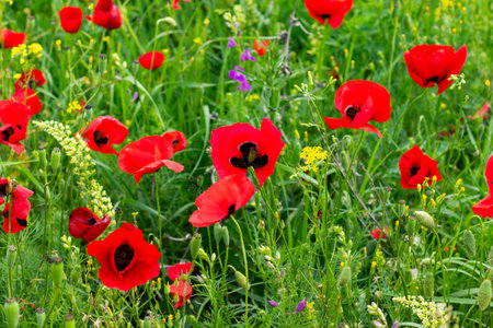 Field of poppy and yellow flowers, daylight and outdoor, Georgian natureの写真素材