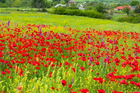 Field of poppy and yellow flowers, daylight and outdoor, Georgian natureの写真素材