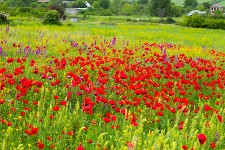 Field of poppy and yellow flowers, daylight and outdoor, Georgian natureの写真素材
