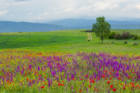 Field of poppy and yellow flowers, daylight and outdoor, Georgian natureの写真素材