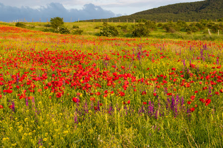 Field of poppy and yellow flowers, daylight and outdoor, Georgian natureの写真素材