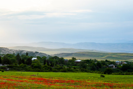 Field of poppy, daylight and outdoor, Georgian natureの写真素材
