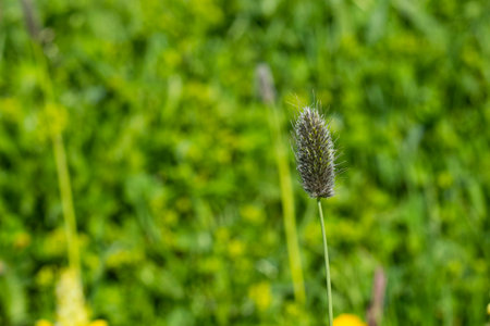 Phleum alpinum in field of Georgiaの写真素材
