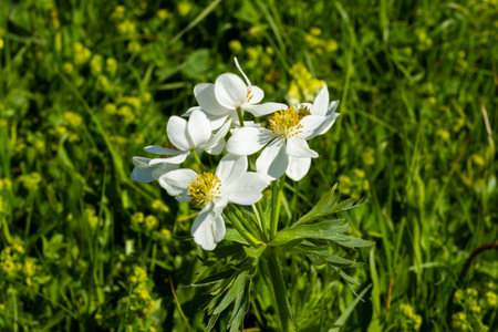 White Anemone close-up in Georgian mountainsの写真素材