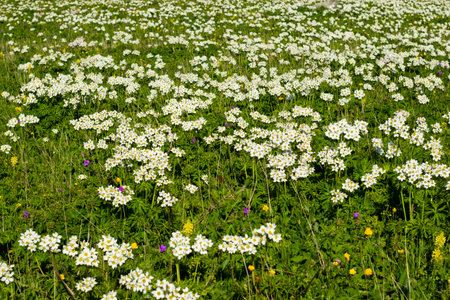 White Anemone in Georgian mountainsの写真素材