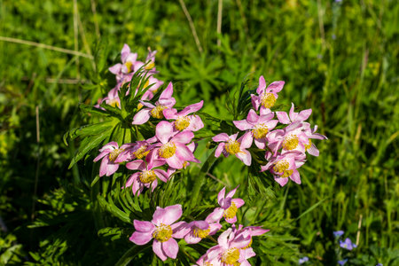 White Anemone in Georgian mountainsの写真素材