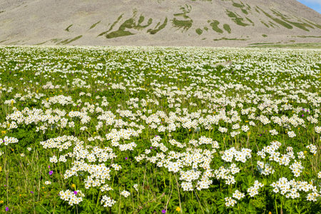 White Anemone in Georgian mountainsの写真素材