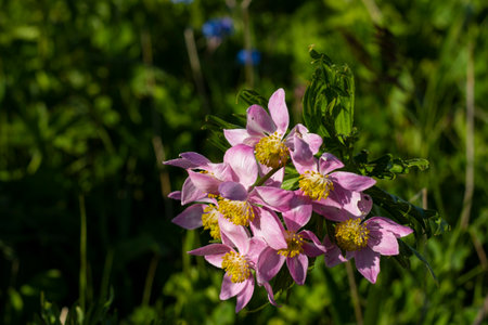 White Anemone in Georgian mountainsの写真素材