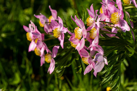 White Anemone in Georgian mountainsの写真素材