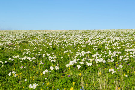 White Anemone in Georgian mountainsの写真素材