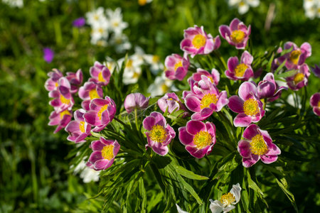 Pink Anemone in Georgian mountainsの写真素材