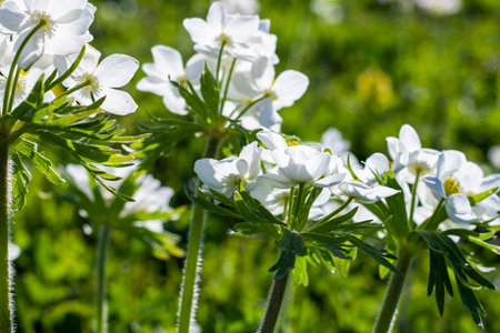 White Anemone in Georgian mountainsの写真素材