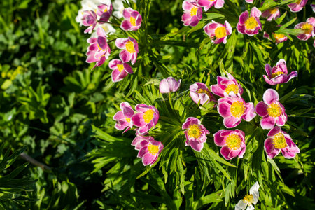 White Anemone in Georgian mountainsの写真素材