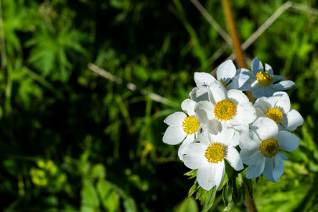 White Anemone in Georgian mountainsの写真素材