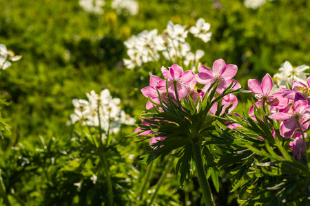 White Anemone field in Georgian mountainsの写真素材