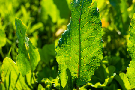 Flower green leaves during sunsetの写真素材