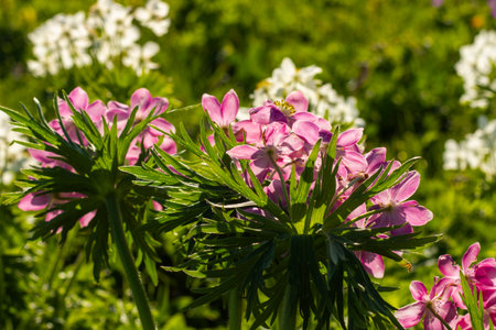 White Anemone field in Georgian mountainsの写真素材