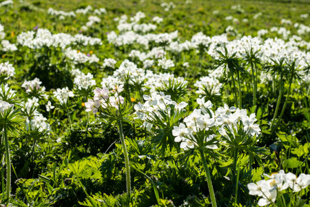 White Anemone field in Georgian mountainsの写真素材