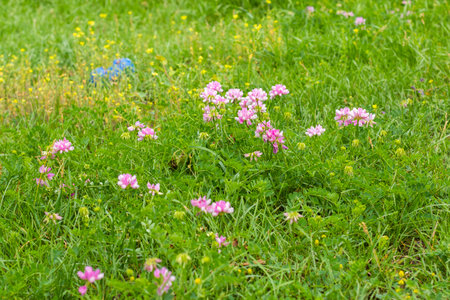 Crown vetch Coronilla flower in fieldの写真素材