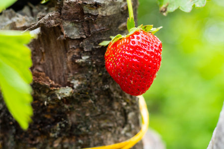 strawberry in garden, big red strawberryの写真素材