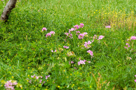 Crown vetch Coronilla flower in fieldの写真素材