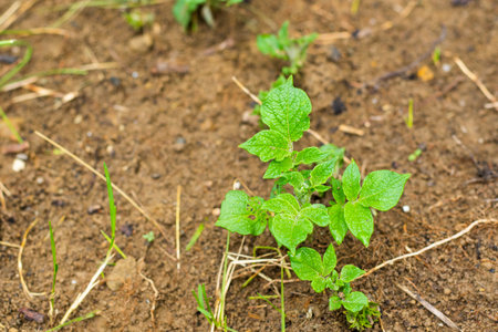 Potatoes in garden, green leavesの写真素材