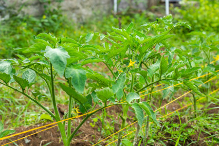 Growing tomatoes in garden, daylightの写真素材