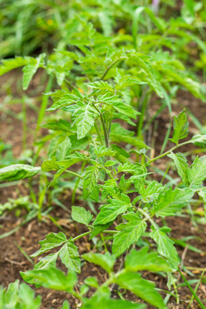 Growing tomatoes in garden, daylightの写真素材