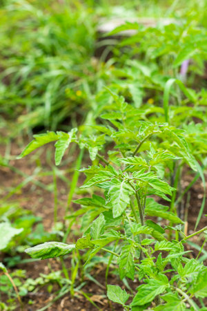 Growing tomatoes in garden, daylightの写真素材