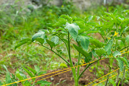 Growing tomatoes in garden, daylightの写真素材