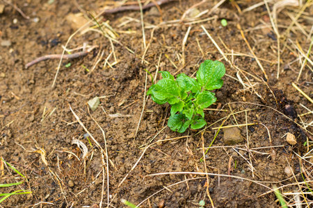 Potatoes in garden, green leavesの写真素材