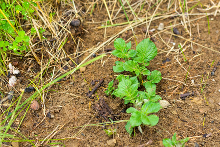 Potatoes in garden, green leavesの写真素材