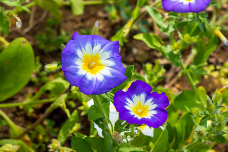 Morning glory flowers, Tricolour Convolvulus