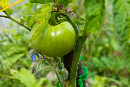 rowing tomatoes in garden, seedlings of tomatoesの写真素材