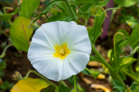 White Morning glory flowers, Tricolour Convolvulusの写真素材