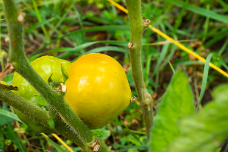 rowing tomatoes in garden, seedlings of tomatoesの写真素材